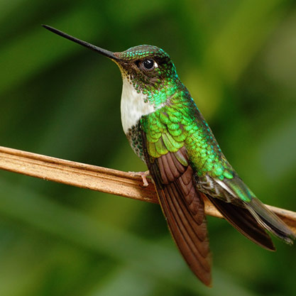 Local Experiences in the Cloud Forest