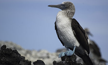 Blue-footed Booby