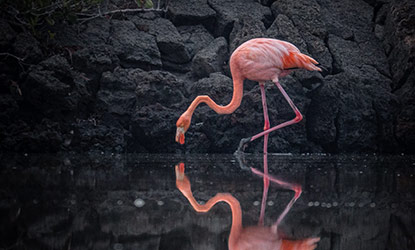 Greater Flamingo