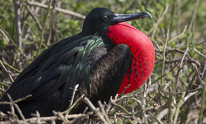 Frigatebird