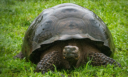 Giant Tortoise