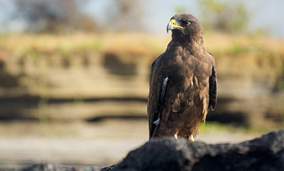 Galapagos Hawk