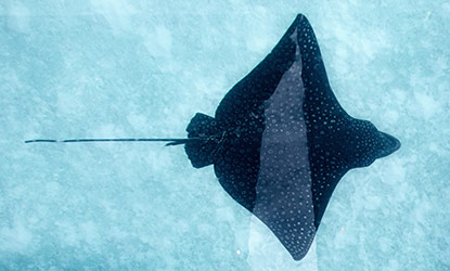 Manta Ray