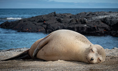 Sea Lion