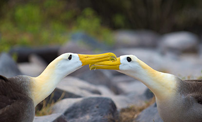 Waved Albatross