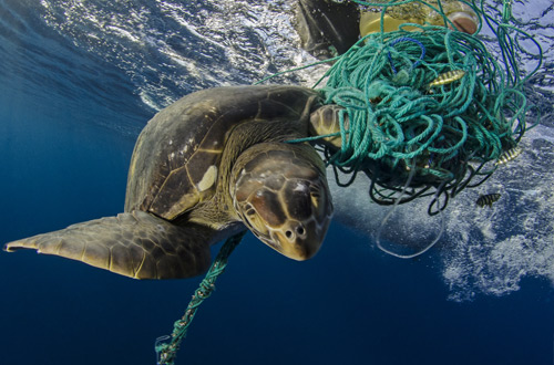 Plastic Pollution