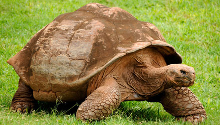 Giant Tortoise