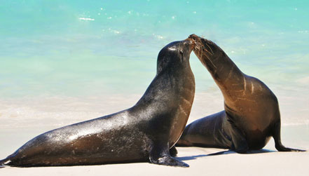 Sea Lions