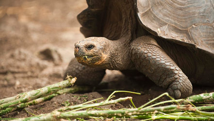 Giant Tortoise