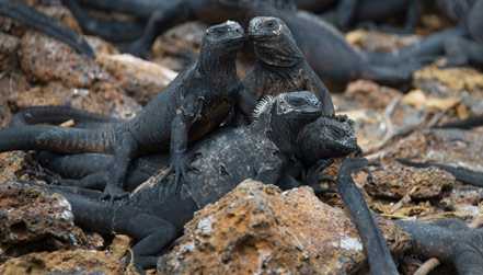 Marine Iguana