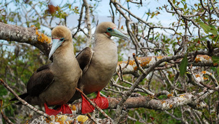 Red-footed Bobbies