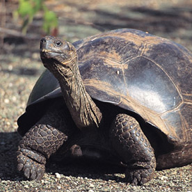 Tortoise Breeding Station