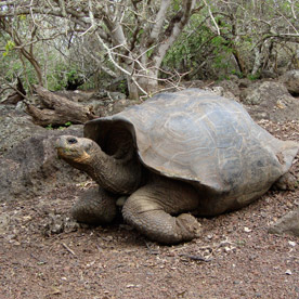 Gianni Arismendy Interpretation Center & Galapaguera