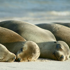 Santa Cruz Island